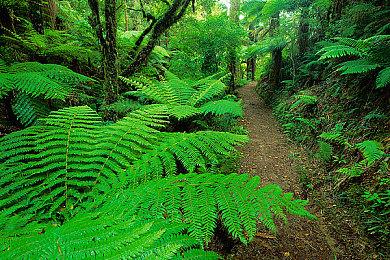 经典系列再度启航 《皮克敏4》上市宣传片欣赏